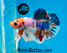 Load image into Gallery viewer, Rainbow Marble Dumbo Halfmoon Plakat Male