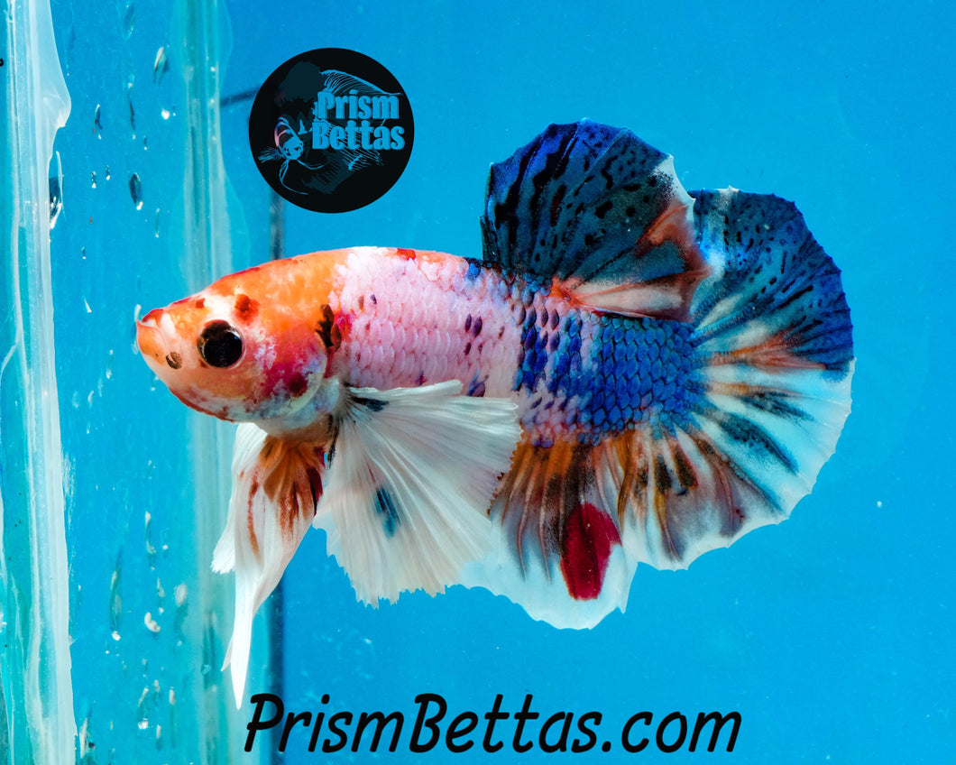 Rainbow Marble Dumbo Halfmoon Plakat Male