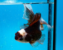 Load image into Gallery viewer, Panda Oranda Male (4 inches). Imported from Thailand