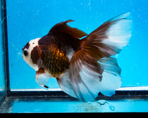 Panda Oranda Male (4 inches). Imported from Thailand