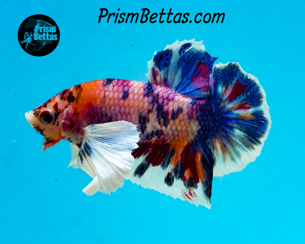 Rainbow Marble Dumbo Halfmoon Plakat Male