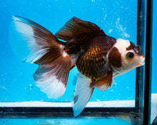 Load image into Gallery viewer, Panda Oranda Male (4 inches). Imported from Thailand