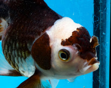 Load image into Gallery viewer, Panda Oranda Male (4 inches). Imported from Thailand