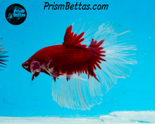 Load image into Gallery viewer, Red Butterfly Halfmoon Male