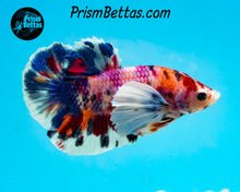 Load image into Gallery viewer, Rainbow Marble Dumbo Halfmoon Plakat Male