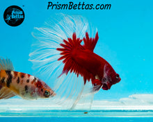 Load image into Gallery viewer, Red Butterfly Halfmoon Male
