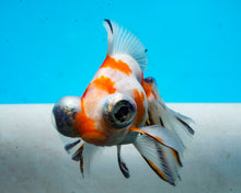 Load image into Gallery viewer, Tricolor Butterfly Telescope Imported from Thailand