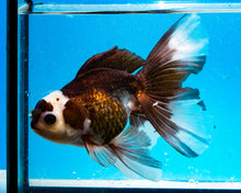 Load image into Gallery viewer, Panda Oranda Male (4 inches). Imported from Thailand
