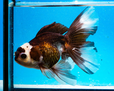 Panda Oranda Male (4 inches). Imported from Thailand