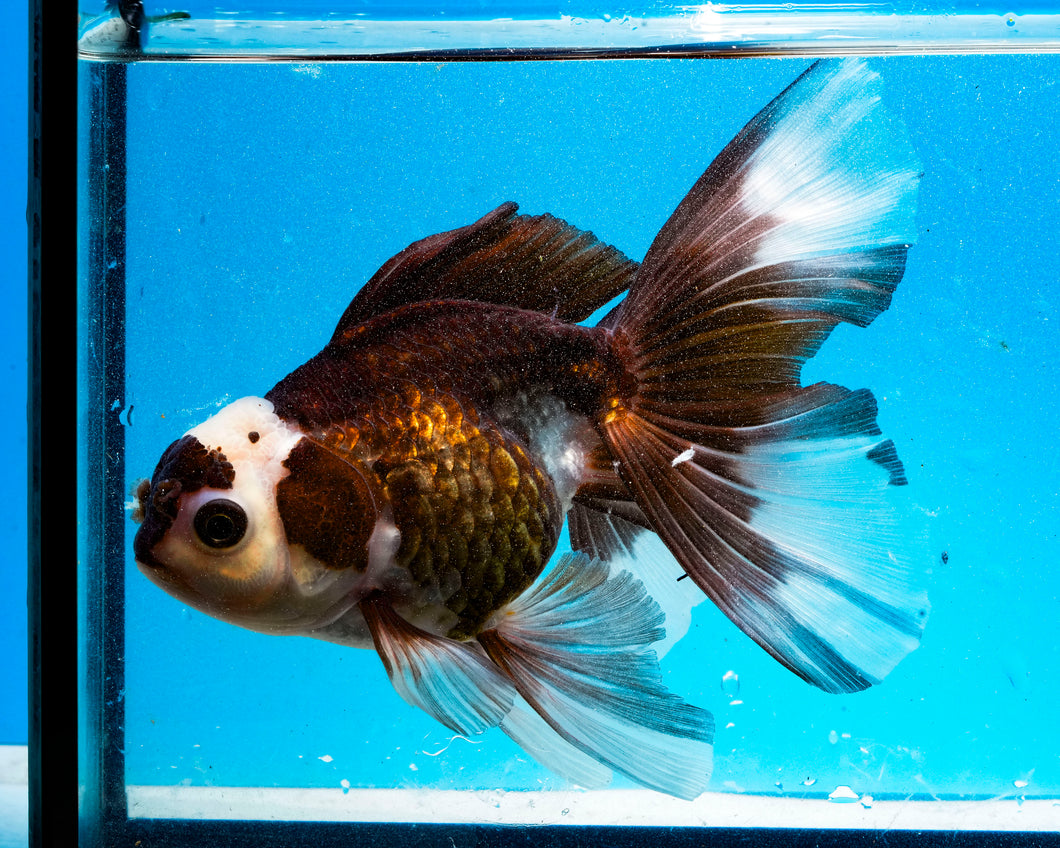 Panda Oranda Male (4 inches). Imported from Thailand