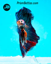 Load image into Gallery viewer, Marble Halfmoon Male