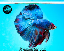 Load image into Gallery viewer, Marble Halfmoon Male