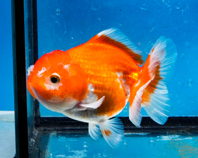 Orange and White Shogun Godzilla Oranda (3.5 inches). Imported from Thailand