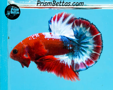 Hellboy Halfmoon Plakat Male