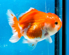 Load image into Gallery viewer, Orange and White Shogun Godzilla Oranda (3.5 inches). Imported from Thailand