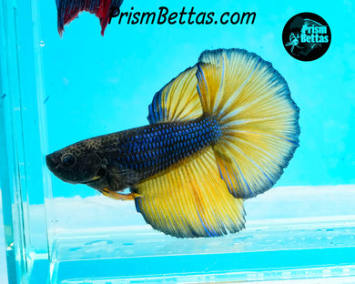 Mustard Gas Halfmoon Female