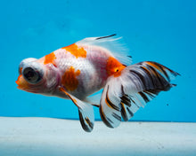 Load image into Gallery viewer, Tricolor Butterfly Telescope Imported from Thailand