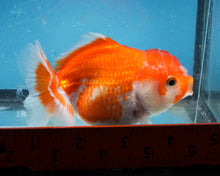 Load image into Gallery viewer, Orange and White Shogun Godzilla Oranda (3.5 inches). Imported from Thailand