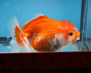 Orange and White Shogun Godzilla Oranda (3.5 inches). Imported from Thailand