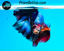 Load image into Gallery viewer, Marble Halfmoon Male