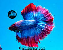 Load image into Gallery viewer, Grizzle Halfmoon Male