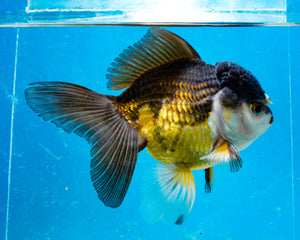Panda Oranda (4+inches). Imported from Thailand