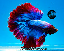Load image into Gallery viewer, Grizzle Halfmoon Male
