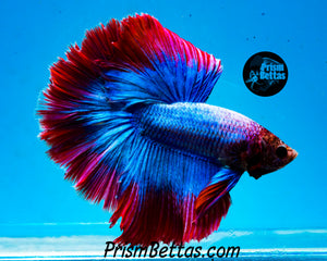 Grizzle Halfmoon Male