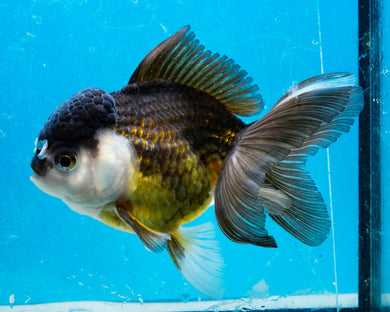 Panda Oranda (4+inches). Imported from Thailand