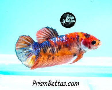 Candy Koi Giant Halfmoon Plakat Female