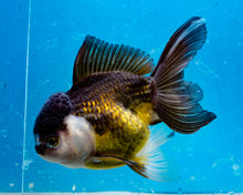 Load image into Gallery viewer, Panda Oranda (4+inches). Imported from Thailand