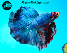 Load image into Gallery viewer, Marble Halfmoon Male