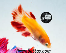 Load image into Gallery viewer, Dalmatian Halfmoon Female Buy 4 Get 1 Free