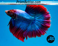 Load image into Gallery viewer, Grizzle Halfmoon Male