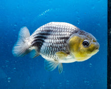 Load image into Gallery viewer, Blue Ranchu (3 inches). Imported from Thailand