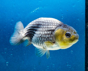 Blue Ranchu (3 inches). Imported from Thailand