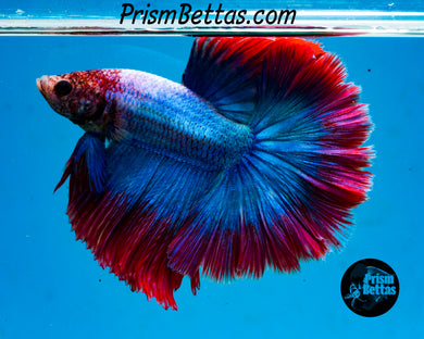 Grizzle Halfmoon Male