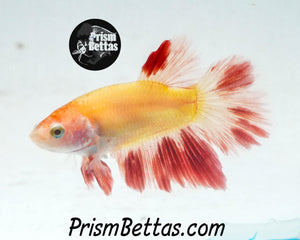 Dalmatian Halfmoon Female Buy 4 Get 1 Free