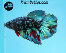 Load image into Gallery viewer, Blackstar Rosetail Halfmoon Female