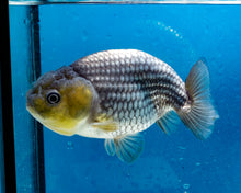 Load image into Gallery viewer, Blue Ranchu (3 inches). Imported from Thailand