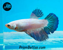 Load image into Gallery viewer, Blue Rim Marble Halfmoon Female
