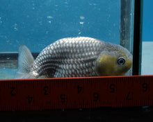 Load image into Gallery viewer, Blue Ranchu (3 inches). Imported from Thailand