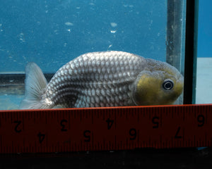 Blue Ranchu (3 inches). Imported from Thailand