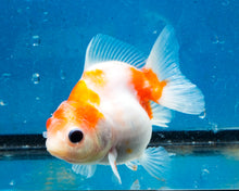 Load image into Gallery viewer, Sakaru Monster Oranda (2.5 inches). Imported from Thailand