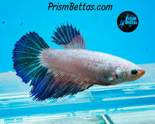 Load image into Gallery viewer, Blue Rim Marble Halfmoon Female