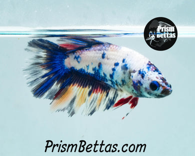 Marble Halfmoon Female Buy 4 Get 1 Free