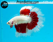 Load image into Gallery viewer, Red Snow Dragon Butterfly Halfmoon Male