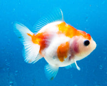Load image into Gallery viewer, Sakaru Monster Oranda (2.5 inches). Imported from Thailand