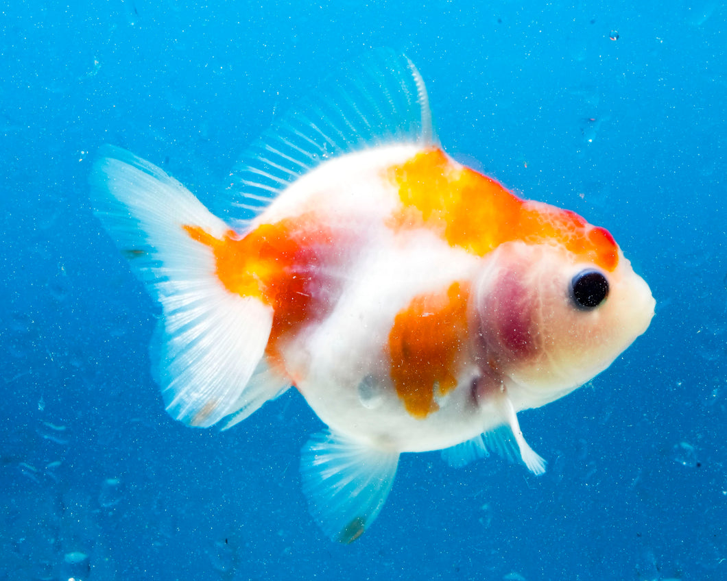 Sakaru Monster Oranda (2.5 inches). Imported from Thailand