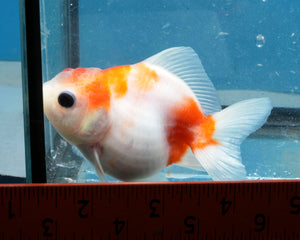Sakaru Monster Oranda (2.5 inches). Imported from Thailand